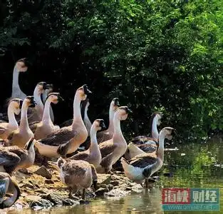 两鹅别离吻成网红网友微博朋友圈疯狂热议