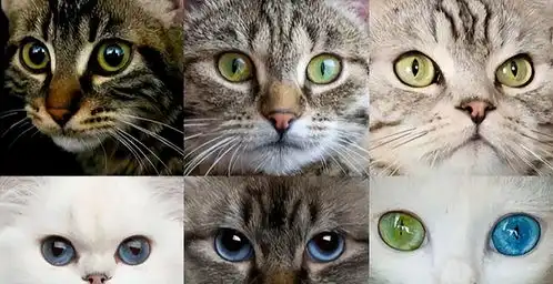 猫的视觉颜色是什么今日头条