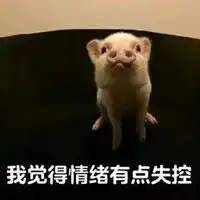网红猪表情包