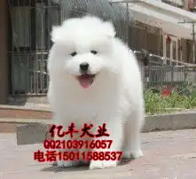 男生抱萨摩耶头像幽默笑