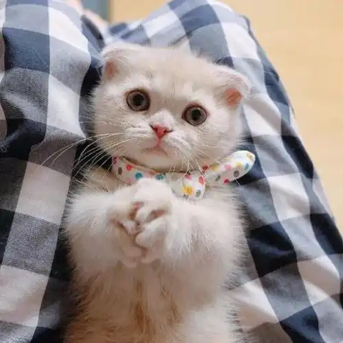 猫咪头像男生代表什么破
