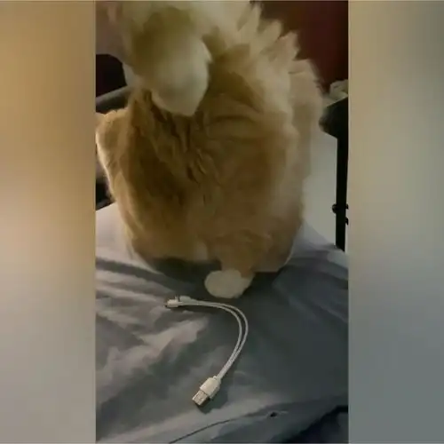 和猫睡觉后你最大的感受是什么