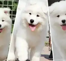黄页88高清图片