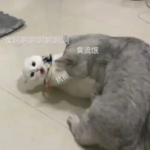 新的表情包上线,动动手指,有空给我点赞了吧