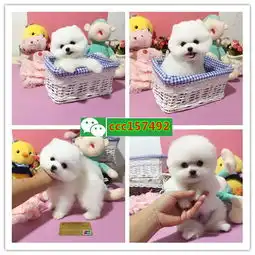 出售纯种萨摩