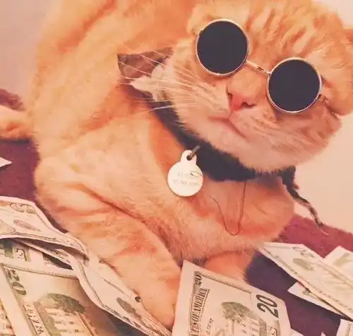 猫头像男生专用版高冷微