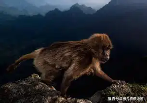 中国人拍的土拨鼠表情包获国际大奖引各路大神疯狂p图