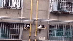真是好奇害死猫,不然九条命都不够用