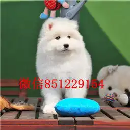 男生抱萨摩耶头像养狗