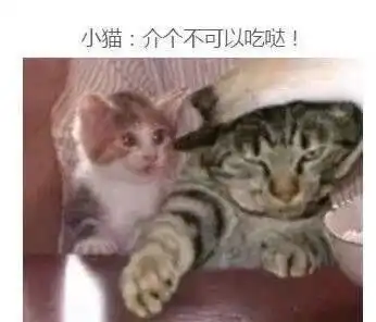 主人打包饭菜回家吃,喵星人和狗狗的反应各不相同