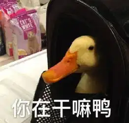 家禽表情包小鸭子