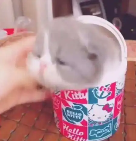 表情主人打开盒子,倒出里面的小奶猫,小家伙表情萌翻天了表情