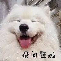 萨摩耶头像可爱微信头像图片大全