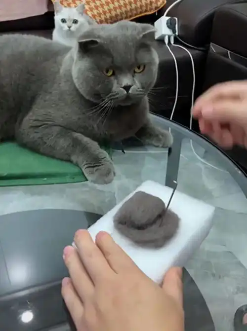 妈妈攒2年猫毛为猫咪做小被子,100纯猫毛,网友我攒一下头发,晚年做个真假发