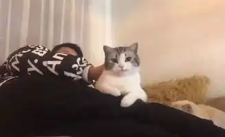 猫咪自从学会了这个表情,成天往家里带母猫,网友我被猫撩到了