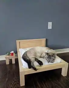 主人给家里的猫咪安置了一张小床,这配置很高啊