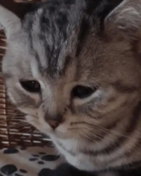 猫咪头像男生代表什么脚