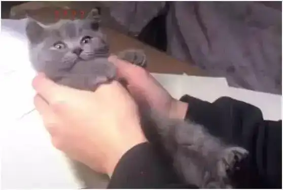 铲屎官把小奶猫的头塞进嘴里,猫咪出来后的表情让人又好笑又心疼