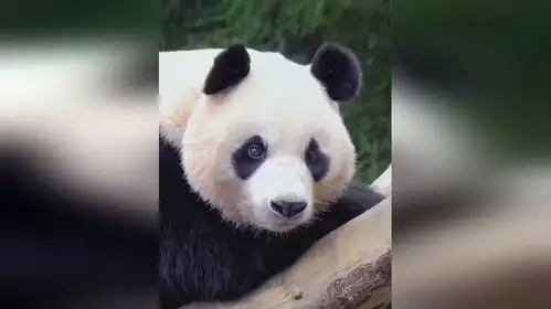 熊猫难过了真的会流泪,福宝独立爱宝找不到它,哭了