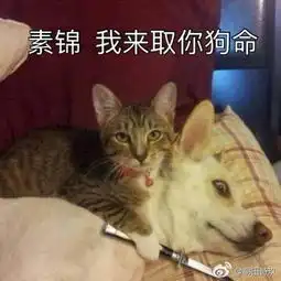 三生三世十里桃花vs大唐荣耀你是哪部剧的粉