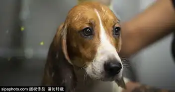 美国宾夕法尼亚州70多只小猎犬得救感激状表情呆萌可爱