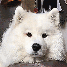 萨摩耶与哈士奇和柴犬并称萌犬三巨头,拥有最暖微笑,谁不服