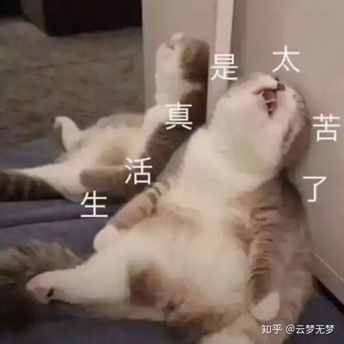 你都被那些表情包逗笑
