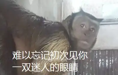 哈哈哈这到底是不是特效动物园猴子长了张人脸,自带表情包