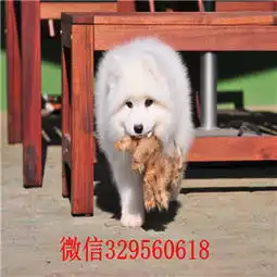 唐山狗场出售萨摩耶纯种萨摩耶价格澳版萨摩耶图片萨摩耶犬舍