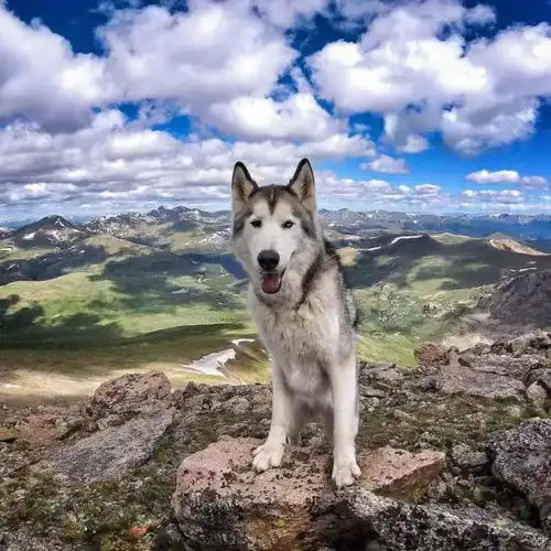 狗年带上爱犬去旅行吧