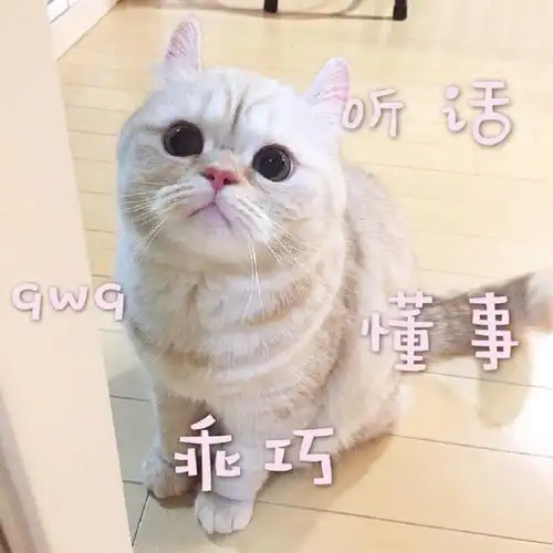 搞笑的猫咪表情包31张,拿去折腾男朋友吧