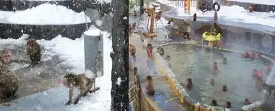 日本猴泡温泉画面销魂这欠揍的小表情