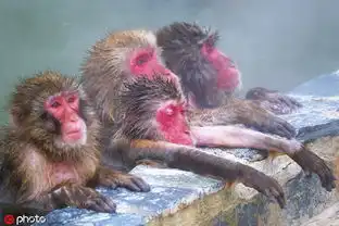 人不如猴日本猕猴集体泡室外温泉表情爽歪歪