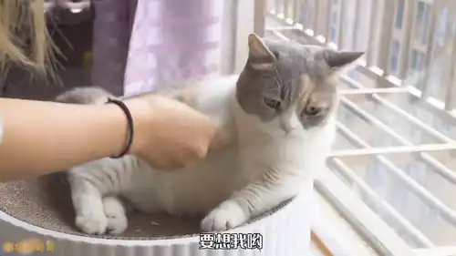 出差10天突然回家,猫会有什么反应结局泪目了