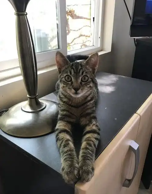 男子上班前开窗通风,结果被流浪猫主动找上门,收养后秒变黏人猫