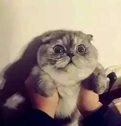 猫咪头像男生代表什么俄