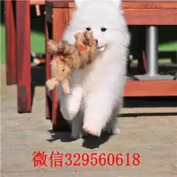 云南迪庆哪里出售萨摩耶萨摩耶多少钱一只高品质熊版萨摩幼犬萨摩图片