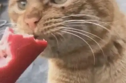 男子买了香肠给流浪猫,猫的表情让人受不了