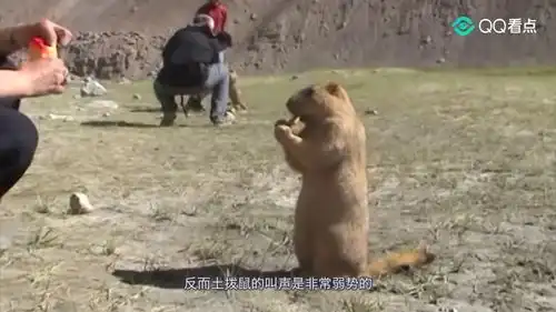土拨鼠自己整理手指,被游客瞧见,它的表情是亮点