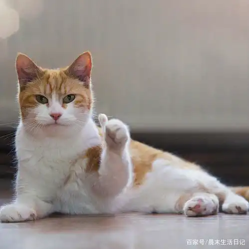 猫咪偷偷抹把泪表情包嘻