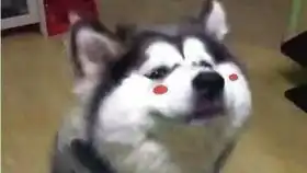 apex每日鸡屁股11