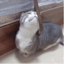 表情包gif沙雕搞笑gif