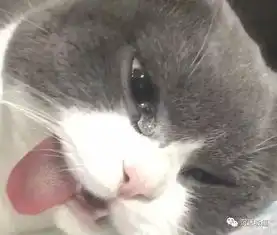 猫咪割蛋后无法接受,抹泪吐舌,生无可恋,铲屎官憋笑安慰