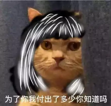 炎炎夏日,宠物更难受这才是伺候主子的正确方式丨6折试用