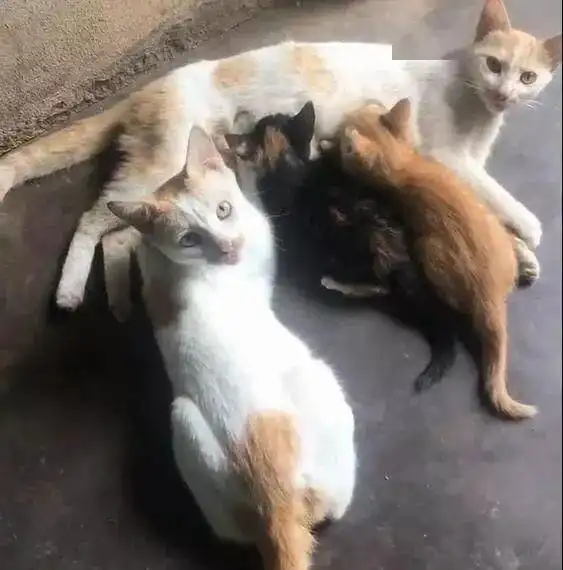 厚颜无耻的猫爸爸,趁着小猫咪吃奶的机会,跑去蹭猫妈妈奶水