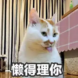 泪网红猫楼楼去世,我的表情包回到了汪星球...