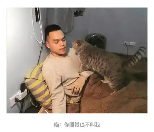 网友出差前将猫咪和男友单独相处,再回来的时候我咋成小三了