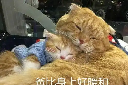 三只猫一起住后,气氛变得不太对了,猫主人不想说话