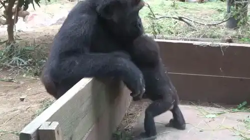 大猩猩想要偷走小猩猩,谁知人家正版妈妈来了,憋住别笑
