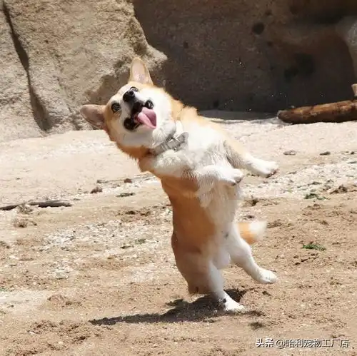 抛弃偶包的小柯基,戏精表情综艺摔样样来,各种崩坏瞬间大集合